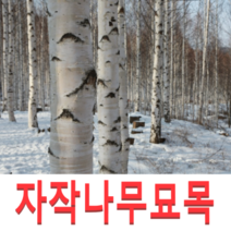 (성실G)백자작(자작나무)묘목(실생3년) 10그루