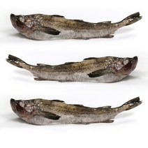 동태 6통 6마리 (5.4kg전후), 10.8kg전후(12마리), 1개