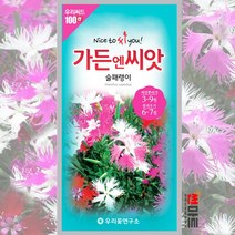 술패랭이 씨앗 100립 / 패랭이꽃 다년생 야생화 노지월동 꽃씨 몰 종자 dianthus
