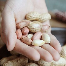 맛군 국산 고창 볶음알땅콩/볶음피땅콩, 볶음피땅콩 500g
