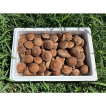표고랑 생표고버섯(1kg) (월~목 당일배송), 생표고 중 1kg