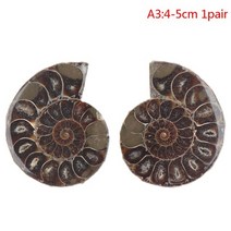 암모나이트 화석 석재 공예 수집 홈 장식, 에이3