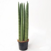 트리앤 1+1 금전수 스투키 산세베리아 수퍼바, 13. 스투키 50cm-8촉 이상 1개