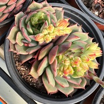 올식스 라밀라떼, 1개