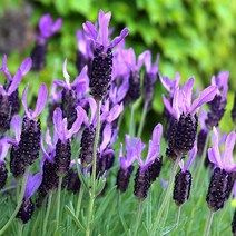 [이삽저삽]라벤더모종(4치포트15개/한판)프렌치라벤더 잉글리쉬라벤더 마리노라벤더 3종 선택/ 기분전화에 좋은 고급 허브식물 허브모종, 마리노라벤더(포트15개)