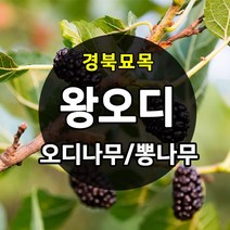 우수한 품종의 나무묘목 유실수 과실수 약용수 조경수 판매중, 왕오디나무, 왕오디  상묘