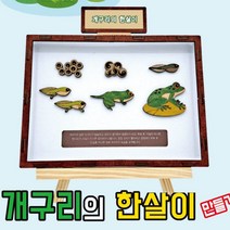 파란물산특가_[국내산] 개구리의 한살이 만들기학습용 브로마이드 제공