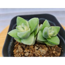 정화다육 다육식물 기천금군생