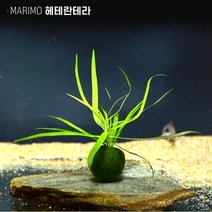 헬로아쿠아 모음)심쿵 수초아이템 160종 쉬운수초 어항장식 열대어 어항꾸미기 수족관꾸미기, 106번) 마리모 수초 헤테란테라