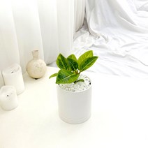 앙플랜트 원형 화이트 화분 공기정화식물 set, 뱅갈고무나무소품/플라스틱 기본 포트
