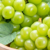 도봉물산특가_[국내산] 크기 소과 지역 랜덤 경산샤인머스켓 1kg 보관 묘목, 1, 본상품선택