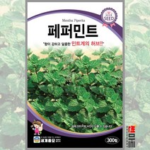 페퍼민트 300립 / 다년생 허브씨앗 씨앗 화단 정원 꽃밭