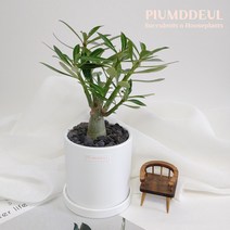 미니 바오밥나무를 닮은 이국적인 식물 석화나무 사막의 장미 아데니움 - 화이트 세라믹화분, 1개