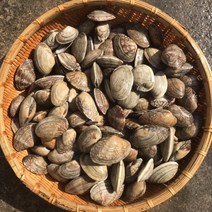 바지락1kg 제철 캠핑모듬조개 캠핑조개 해산물 수산물 어패류 바지락 째복 명주 비단 갈미 백합조개 백상합 모시 뿔소라 대합 개조개 참가리비구이 키조개 전복 삐뚤이소라 밀고동, 1개, 5kg