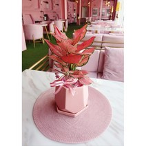 핑크화분 꽃 핑크덕후매니아 들을 위한 식물 여자친구 선물용 공기정화 핑크엔젤 아글라오네마 기념일선물 출산선물 개업선물 축하선물 감사선물, 분갈이 완료하여 배송