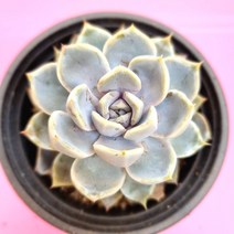 스노우바니 키우기 물이 들면 예뻐지는 다육식물40 랜덤, 단품