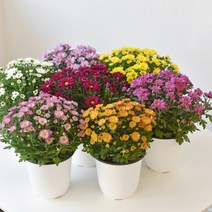 마이플랜트 [마이플랜트]스위프티 국화 (중형) 모종 국화꽃 미니국화 야생화 꽃키우기, 선택완료, 색상 (랜덤)