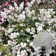 스노우베리 6치포트 4치포트 나무언니, 매직컬갤럭시(2개1세트)