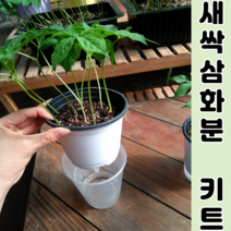 새싹삼 화분키트(저면관수) 관리편한 화분