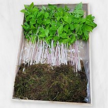 25CM 국내산(50뿌리) 새싹삼 선물 국내 2년생삼 보모님 설명절, 새싹삼 100뿌리