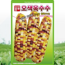 (옥수수종자씨앗) 오색옥수수(100립)