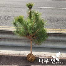 [나무인] 조형소나무 적송 키1.2미터, 1개
