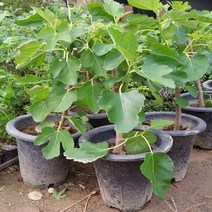 나narang_무화과나무 결실주 묘목화분 과실수 유실수 과일♥bsang, ♥bsang!!