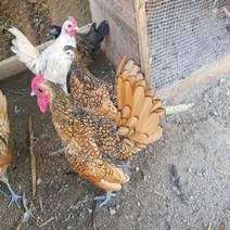 금수남 유정란 10개(+3개)부화용 종란 애완닭 관상닭 부화알