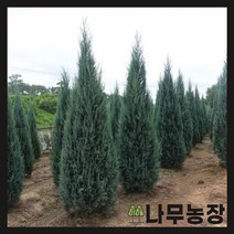 (나무농장) 블루엔젤 4치 장포트, 1개