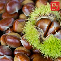 22년 햇밤 공주 정안 햇밤 알밤 깐밤 군밤 칼집밤 포르단 에어프라이어용 군밤, 1개, 선택01. 알이 꽉찬 22년 햇밤(대) 1kg