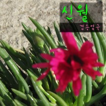 신월(신려) (겹송엽국/노지월동) 지름 9cm 소품다육화분, 1개