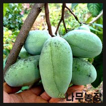 (나무농장) 포포나무(뽀뽀나무) 실생2년 장포트, 1개