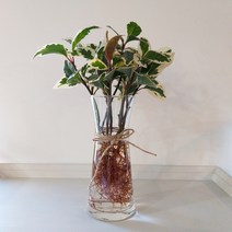 가습식물 수경재배 식물 화병 세트 아이비 스파트필름 테이블야자 스킨답서스 천냥금, 무늬산호수
