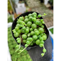 미니콩난 소품 녹영 다육이 05~100cm 15, 1개