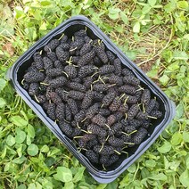 보성농수산 햇 오디 2kg (1kgx2팩) 달고 맛있어요 생과 오디 급냉, 1kg, 2팩