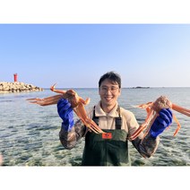 [수율보장] 포항구룡포 홑게/박달대게/연지홍게/영덕대게 당일조업, 자숙, 구룡포 연지홍게[자숙찜/생물], 박달홍게 400g 5마리 수율80%이상