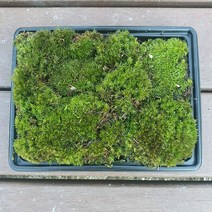 비단이끼(19x15cm)가는흰털이끼/테라리움 비바리움 팔루다리움 DIY재료, 1개