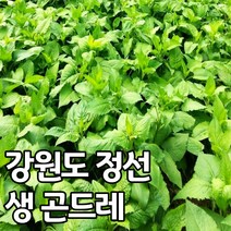 국산 강원도 정선 곤드레 나물 2kg 4kg, 건 곤드레 나물_500g, 1개