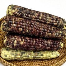 건강의정석 쫀득쫀득 맛있는 알콘달콘 찐 급랭 흑찰옥수수 검정옥수수, 3) 찐 냉동 흑찰옥수수 21개 (3개입x7팩)