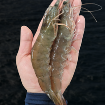 (국내산) 산지직송 새우 생새우 흰다리새우 신안 대하 왕새우, 1kg, 1개