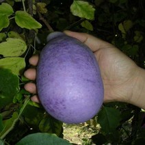 개량으름(대과종) 키200cm(분) 결실주 나무 D110