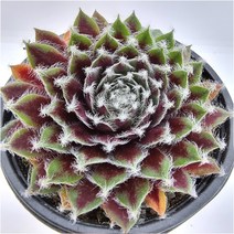 주얼리 바위솔 키우기 물이들면 예쁜 다육식물105 랜덤발송, 단품