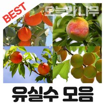 과실수 묘목/다양한 유실수 나무 묘목 판매(대추 감 사과 살구 무화과 자두 복숭아 밤나무등등), 복조대추 접목묘 중묘, 1개