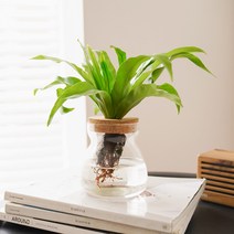 인테리어 수경식물 Glassy No-8 스킨답서스 맛상게아나 산세베리아 문샤인 슈퍼바, Glassy No.8 산세베리아 문샤인