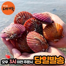 최상급 홍가리비 1kg 30미 내외 당일발송, 홍가리비 5kg