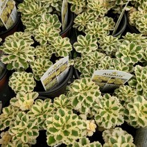 무배특가 2개발송 아틀란티스 세덤 세댐 소품 다육식물 다육이 10~25cm 69