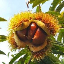 (2022년 수확 햇밤) 공주밤 정안 알밤 옥광밤 생밤 생율 햇밤 2kg 4kg, 옥광밤 대 2kg