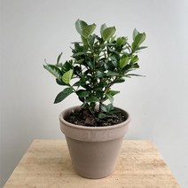 꽃피는 치자 중품 토분완제품 그레이 15호