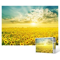 500피스 직소퍼즐 / 해바라기 들판의 환상적인 일출Ⅲ, 단품
