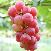 루비로망 레드포도나무 묘목 루비로만 3년생 분묘 결실주